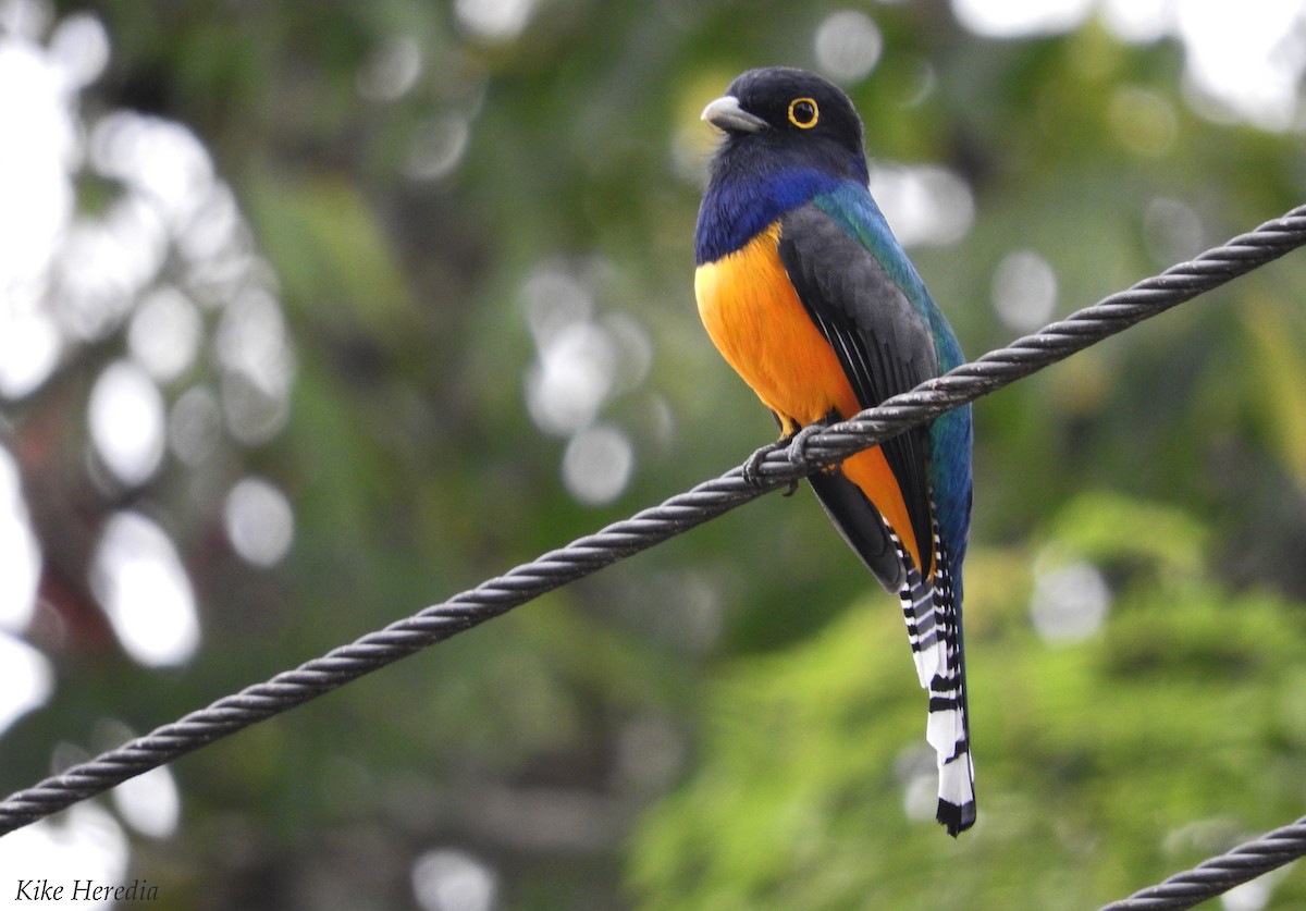 trogon podvazkový - ML80974291