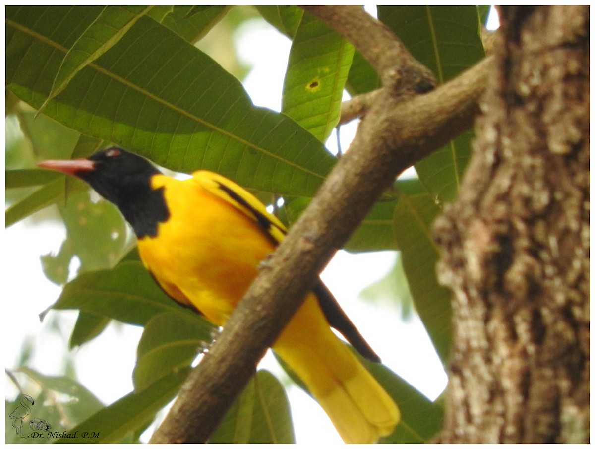 Black-hooded Oriole - ML80974601