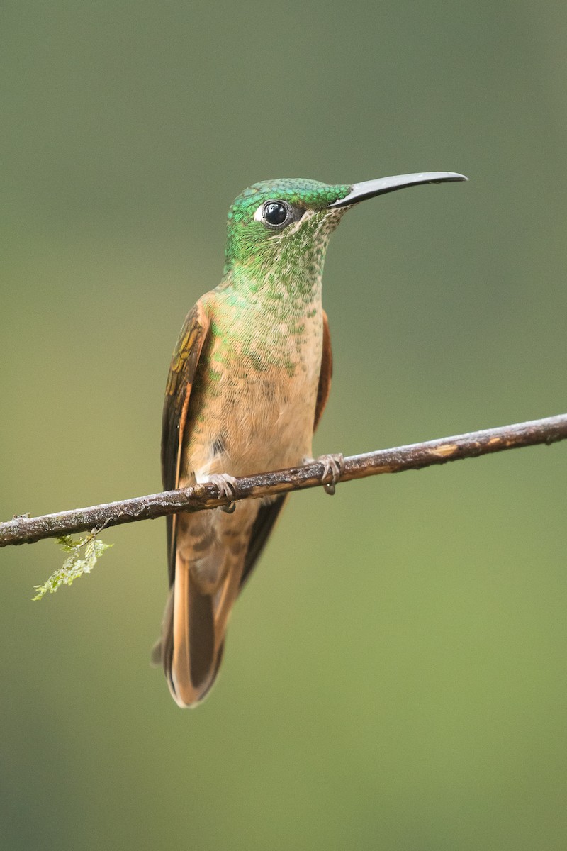 Fawn-breasted Brilliant - ML80974721