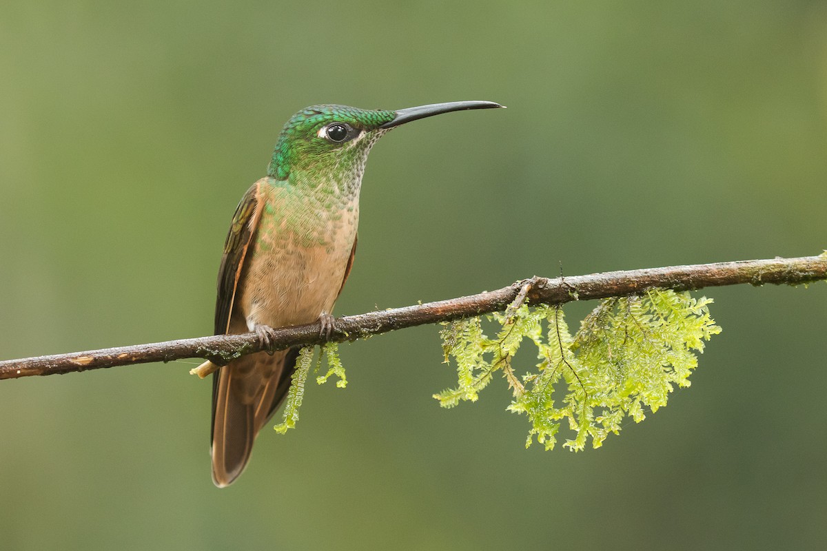 Fawn-breasted Brilliant - ML80974731