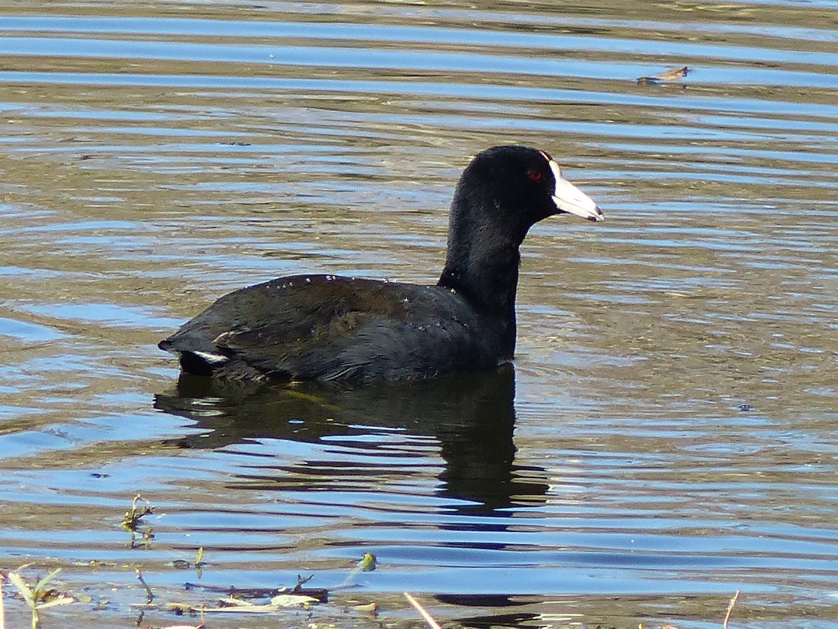 American Coot - ML80974751