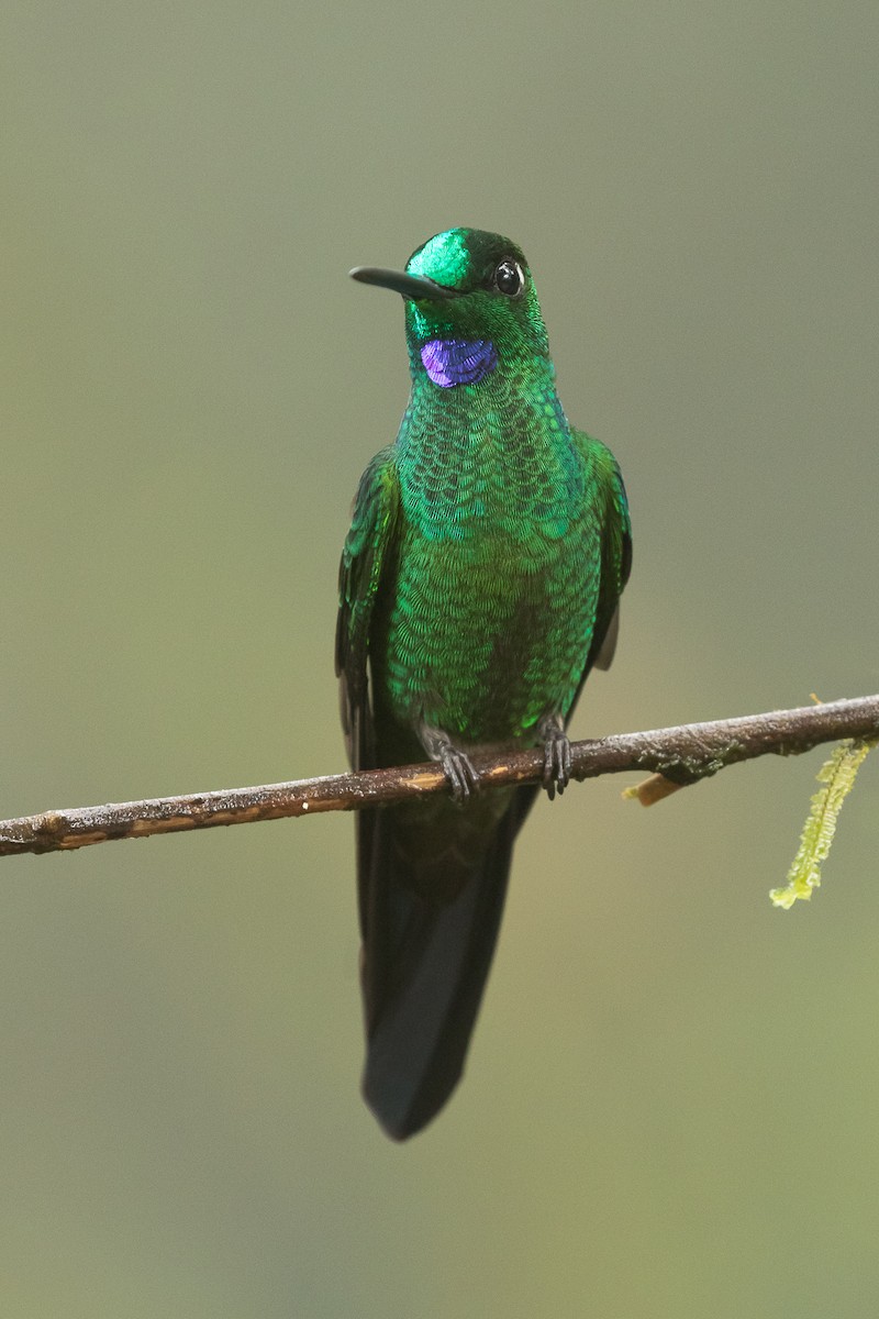 Green-crowned Brilliant - Dorian Anderson