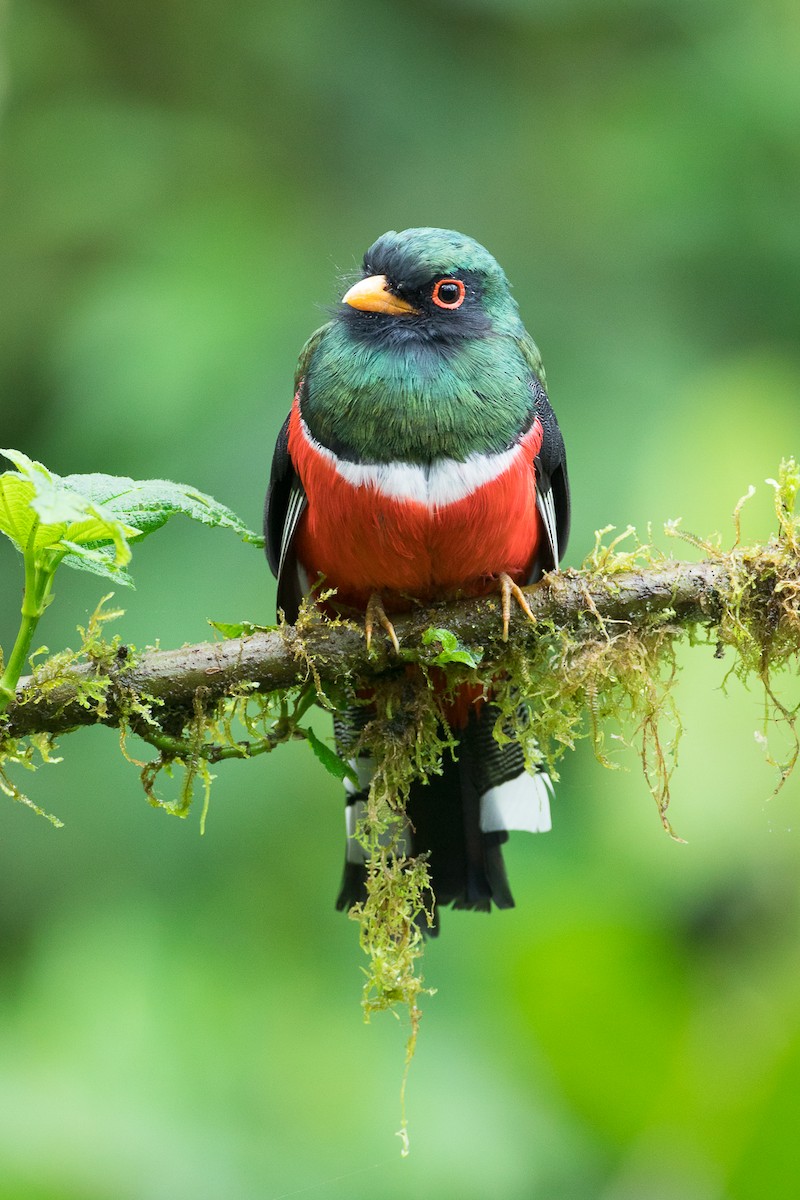 Masked Trogon - ML80975341