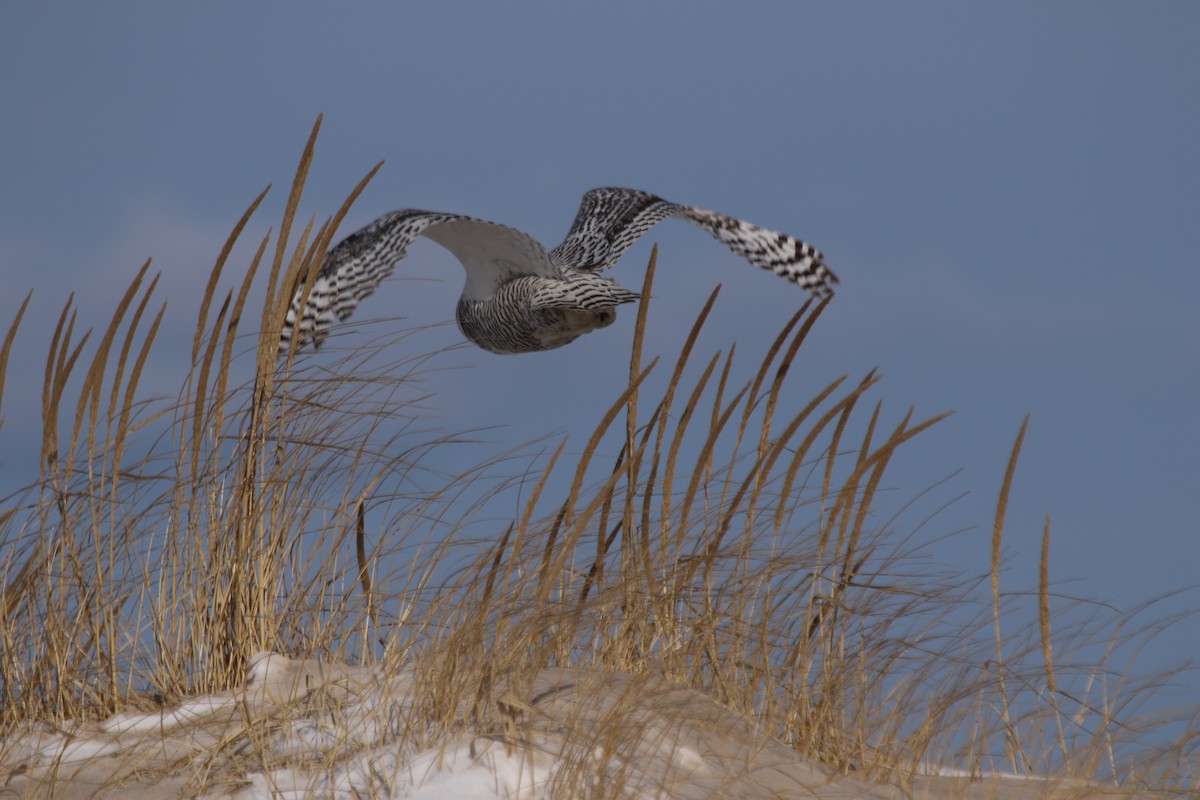 Snowy Owl - ML80975441