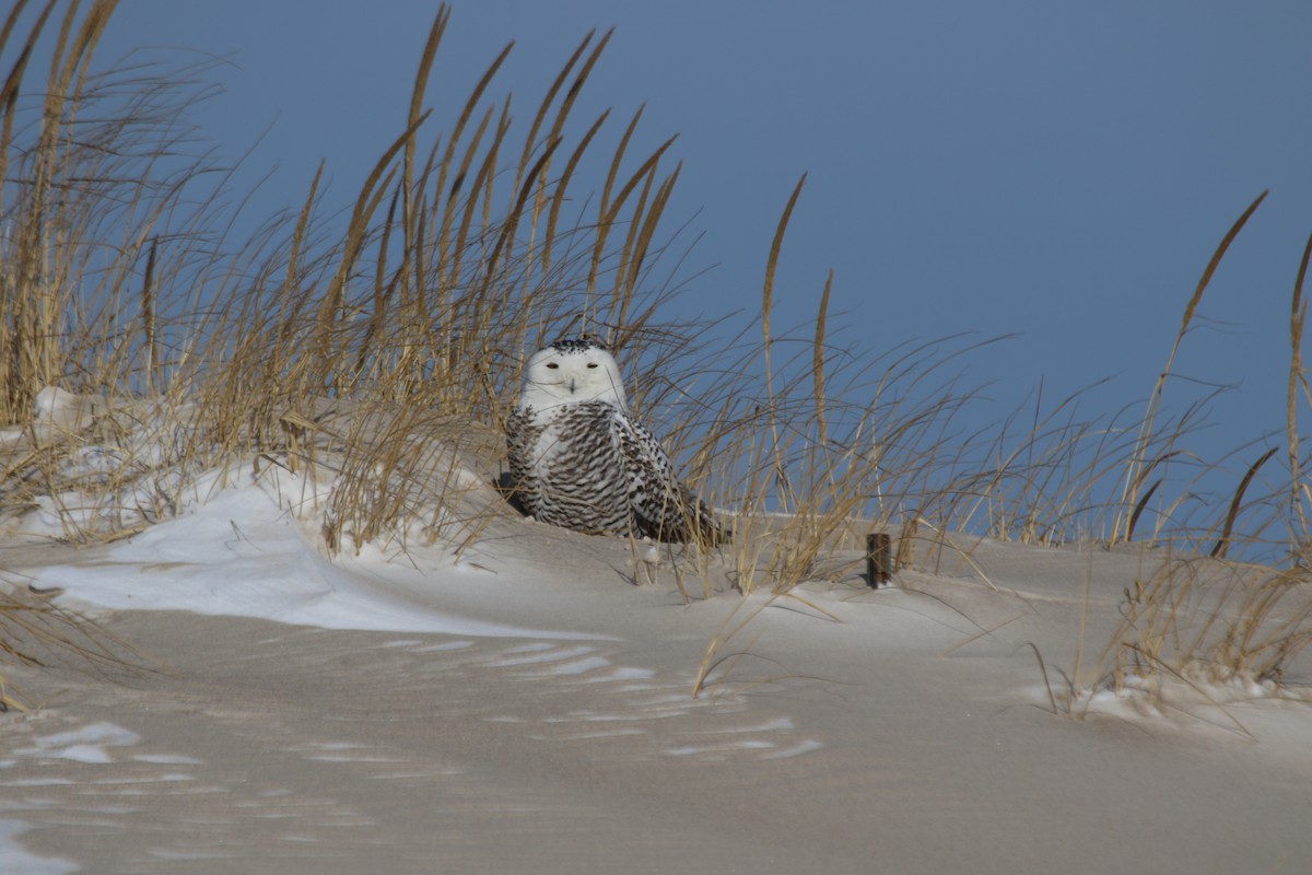 Snowy Owl - ML80975451