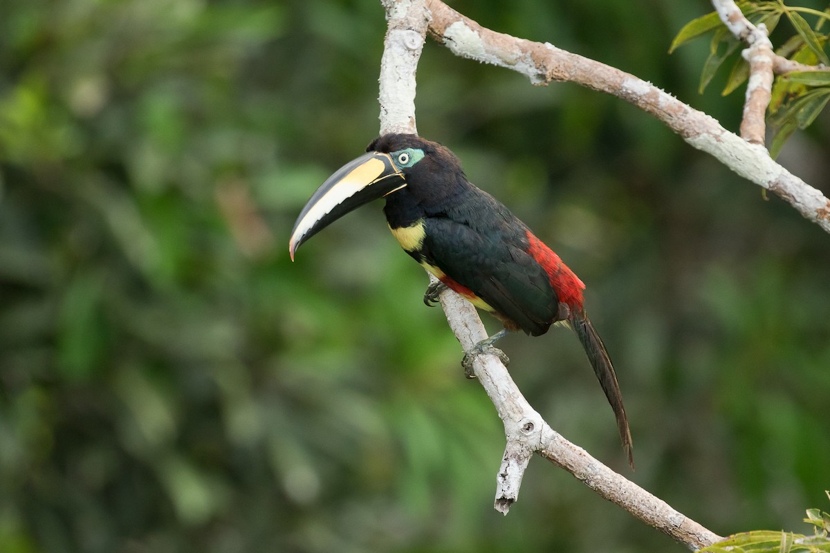 Many-banded Aracari - Dorian Anderson