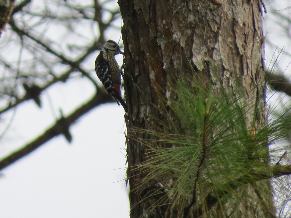 Stripe-breasted Woodpecker - Tom Wheatley