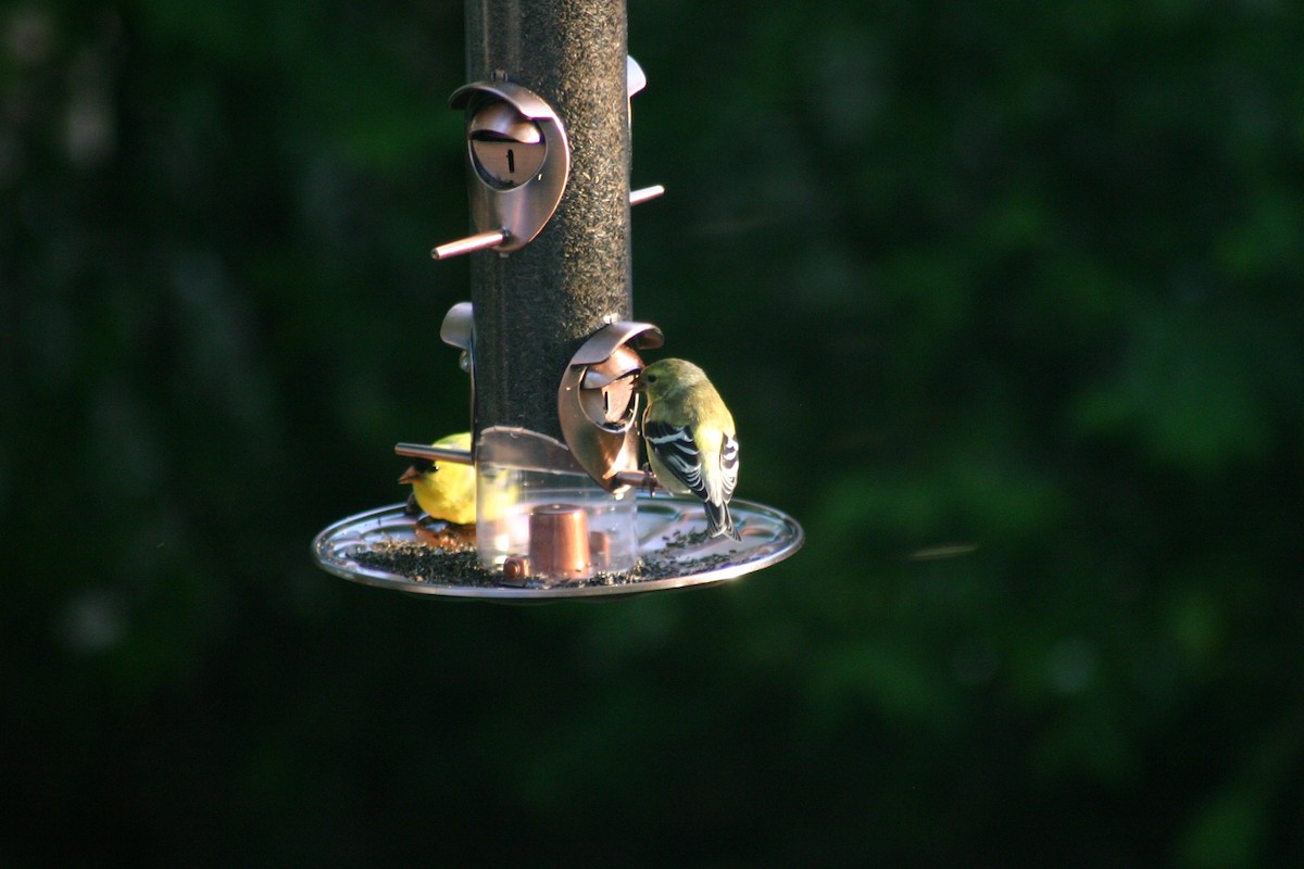 American Goldfinch - Guy Brouillard