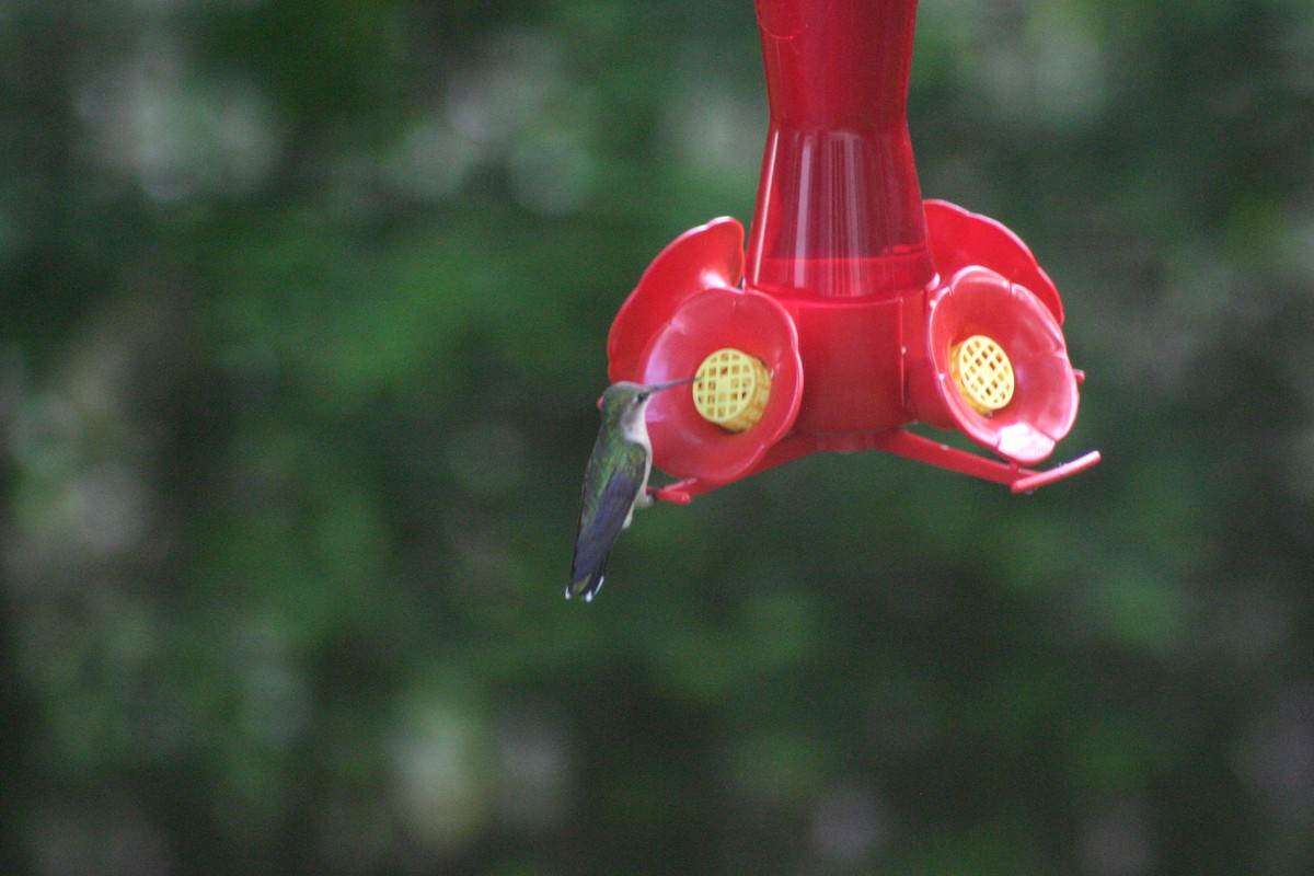 Рубиновогорлый колибри - ML80978621