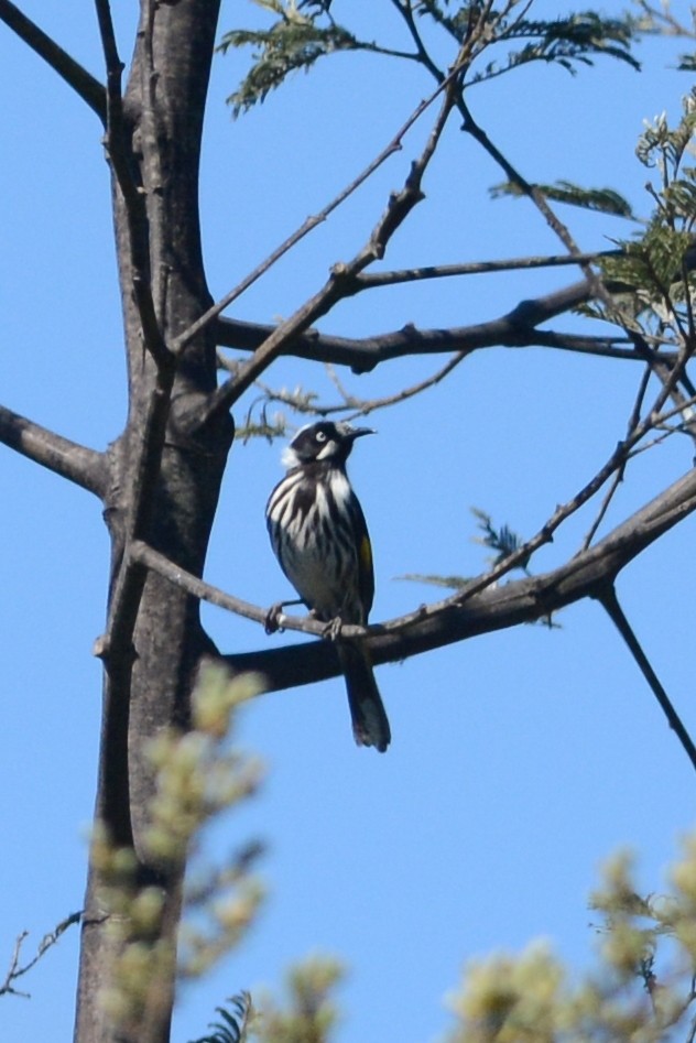 New Holland Honeyeater - Cathy Pasterczyk