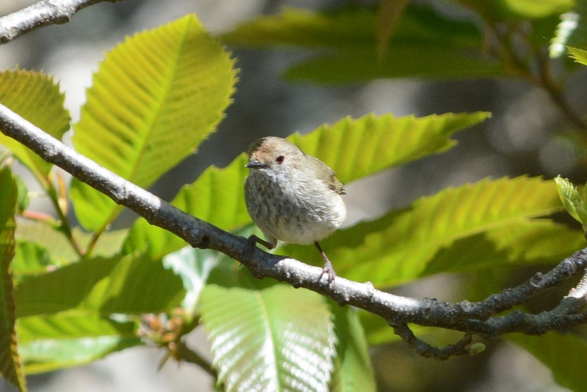 Tasmanian/Brown Thornbill - ML80981551