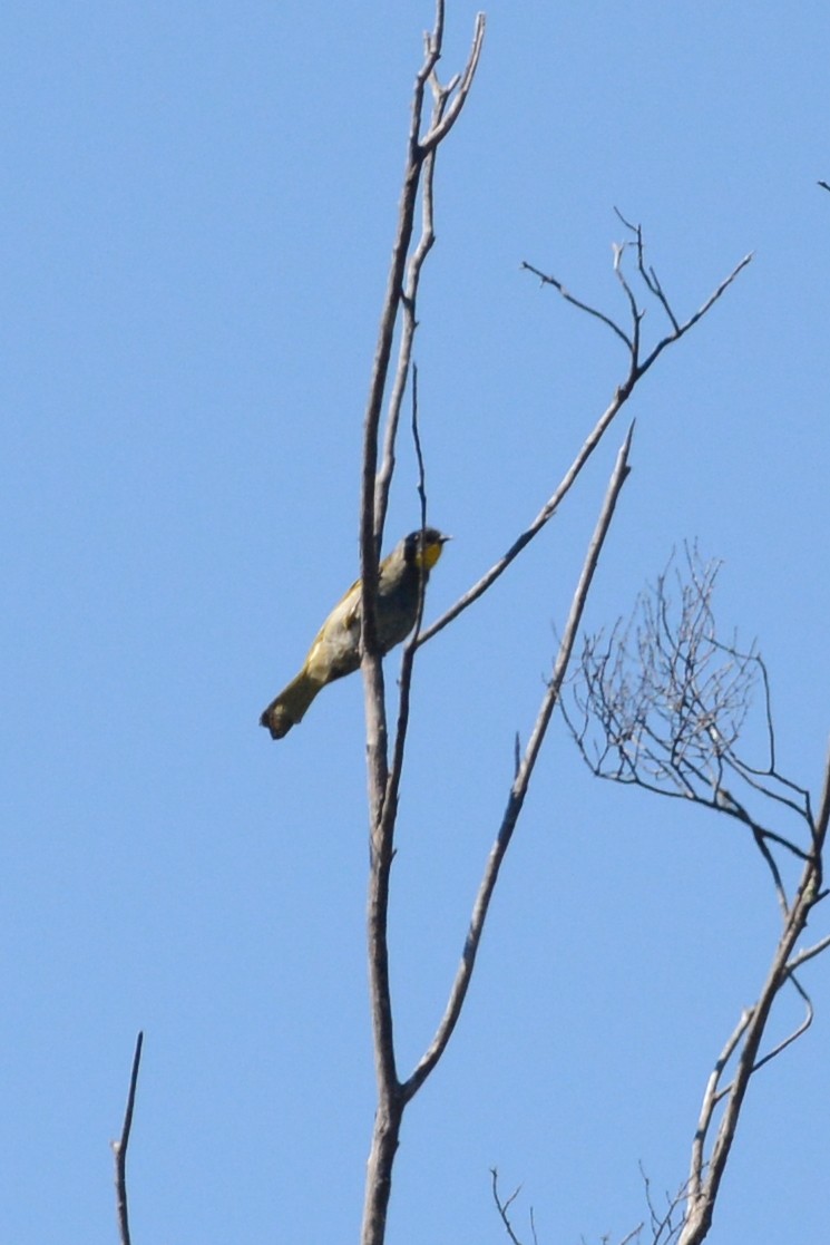 Yellow-throated Honeyeater - ML80982201