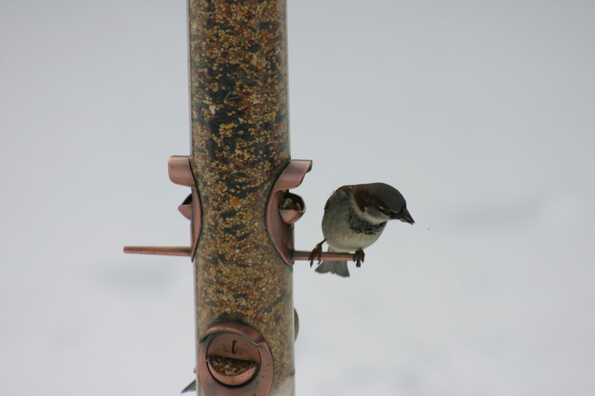 House Sparrow - Guy Brouillard