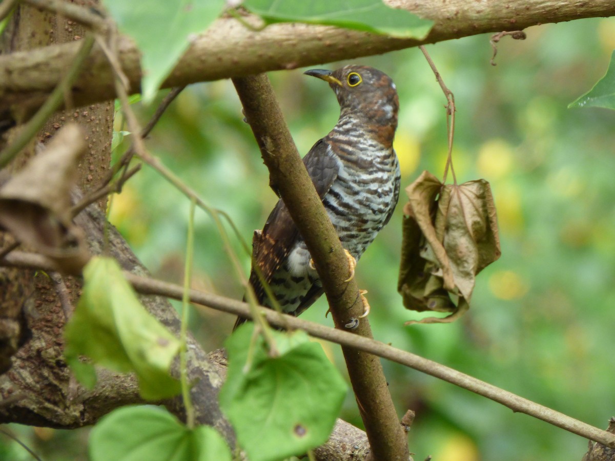 Lesser Cuckoo - Bhakti Salgaonkar