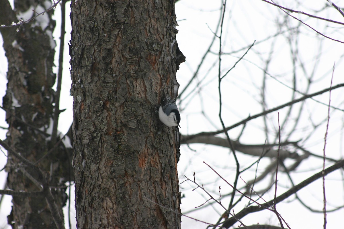 White-breasted Nuthatch - Guy Brouillard