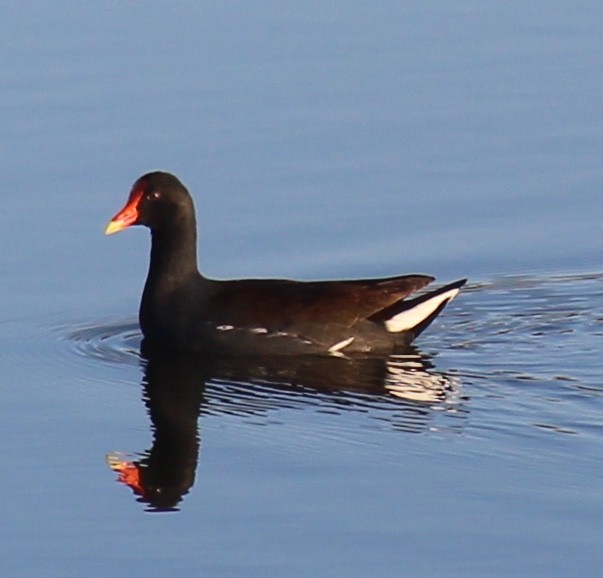 Common Gallinule - pamela graber