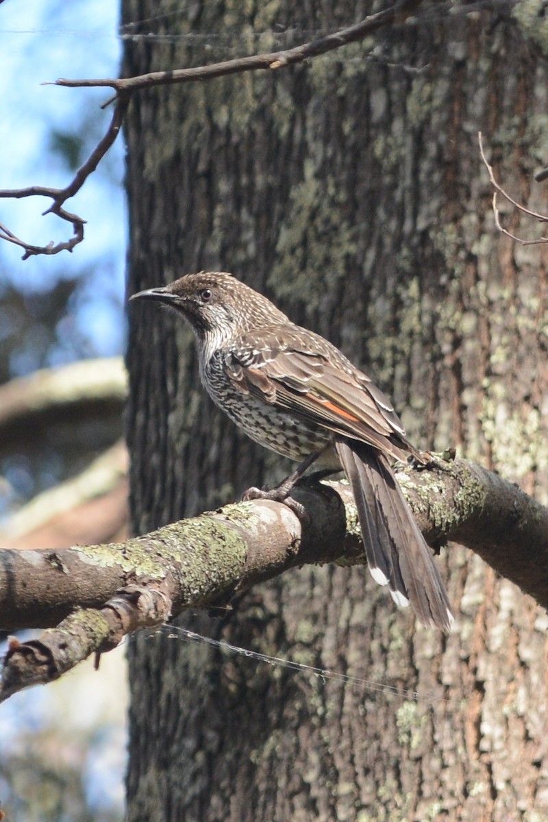 Little Wattlebird - ML80987781