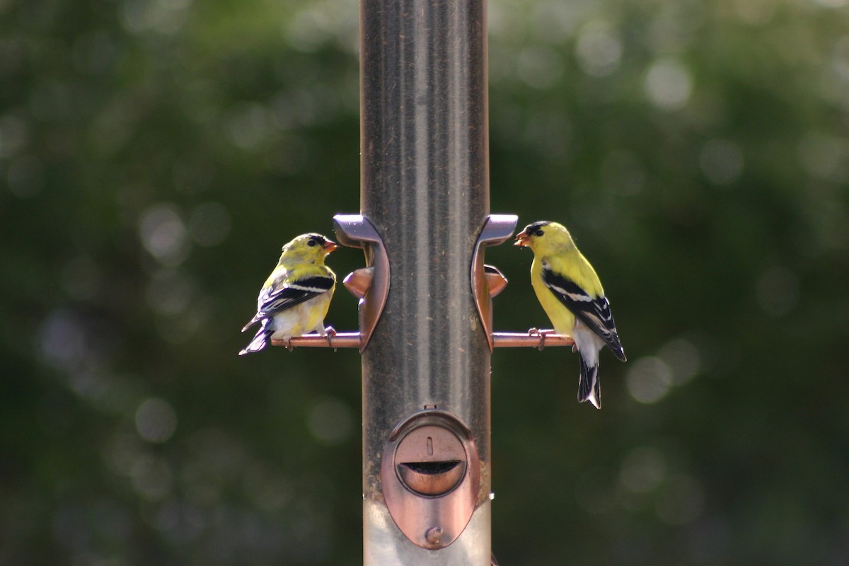 American Goldfinch - ML80990181