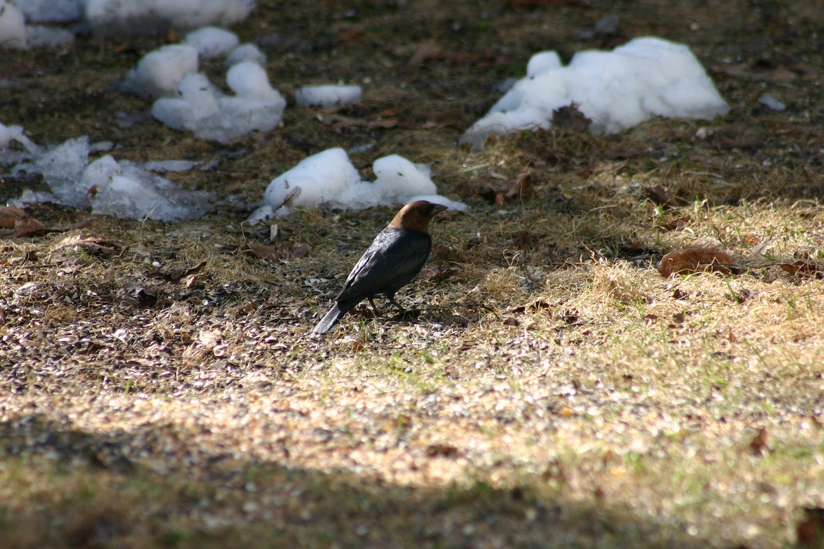 Brown-headed Cowbird - Guy Brouillard