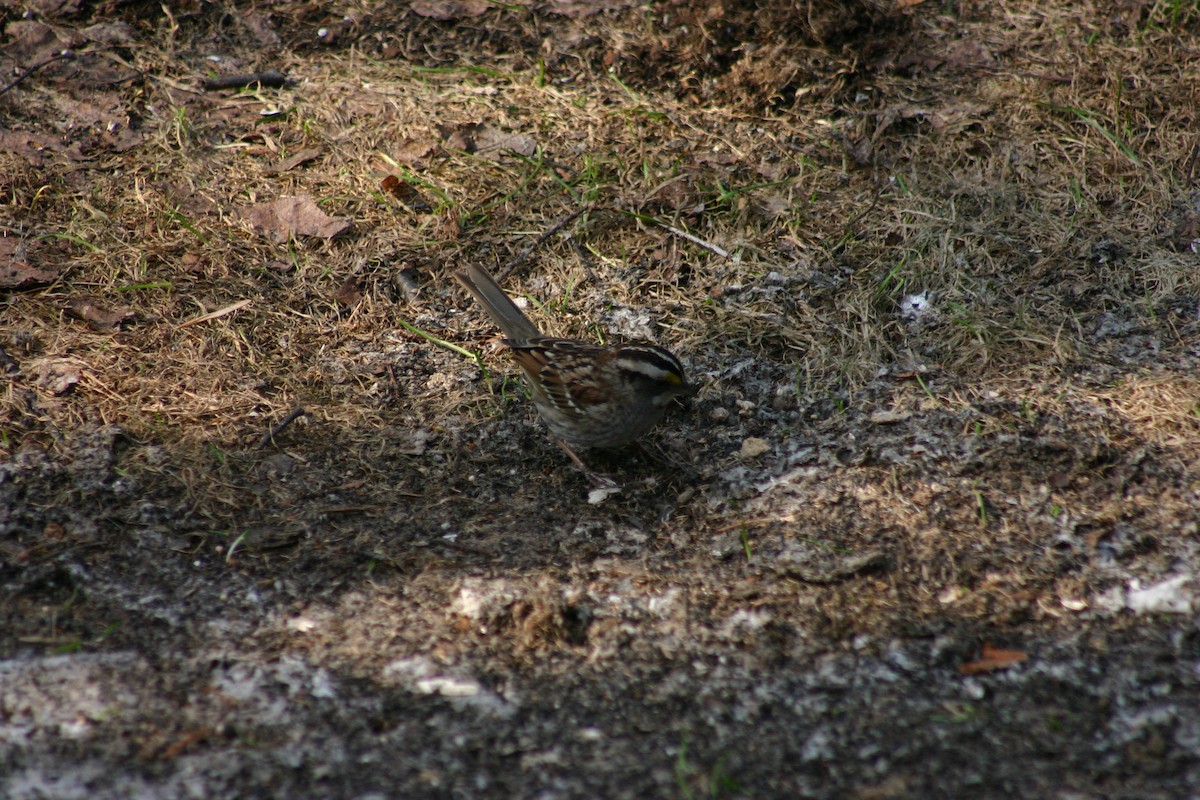 White-throated Sparrow - Guy Brouillard