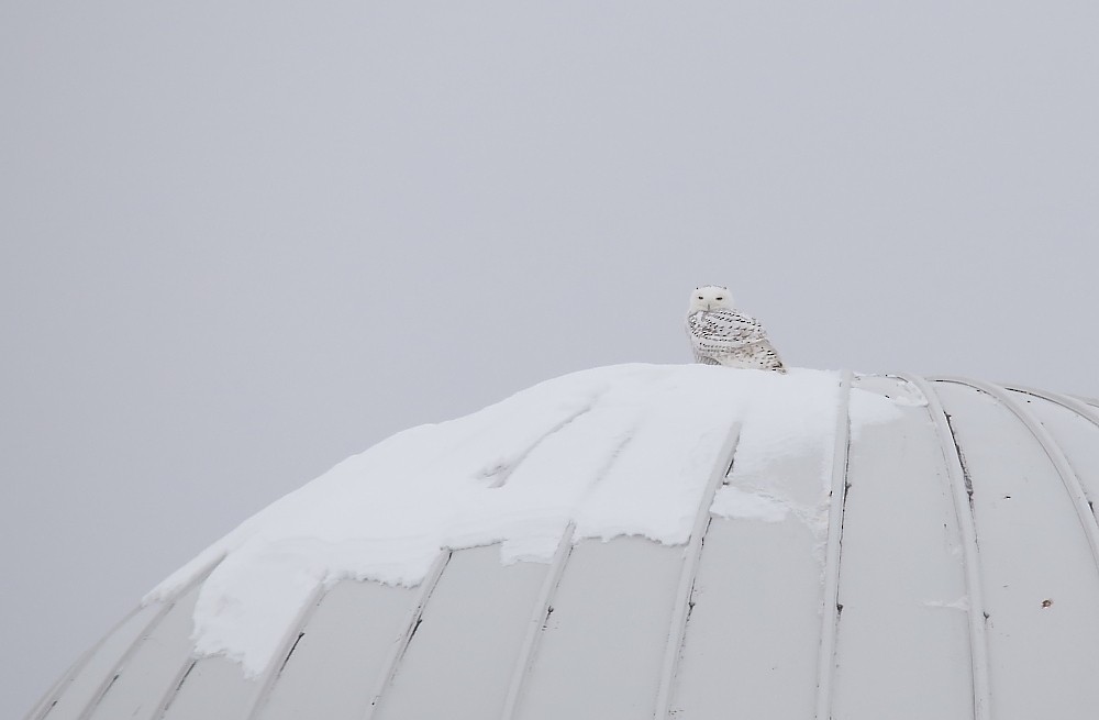 Snowy Owl - ML80993011