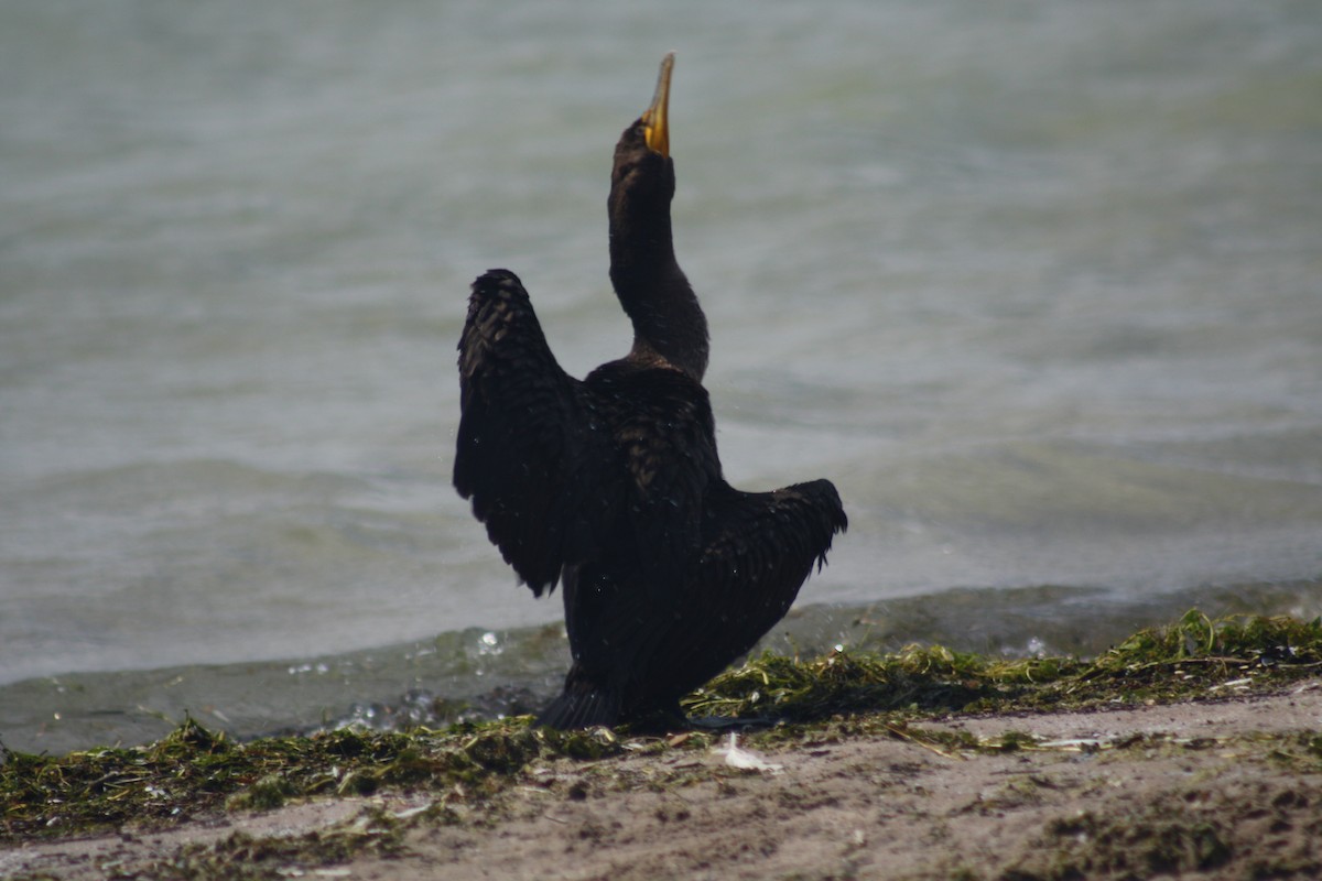 Double-crested Cormorant - Guy Brouillard