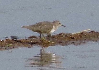 Temminck's Stint - ML80994121