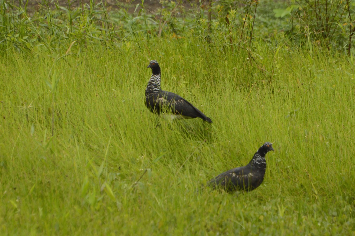 Horned Screamer - Daniel Martínez