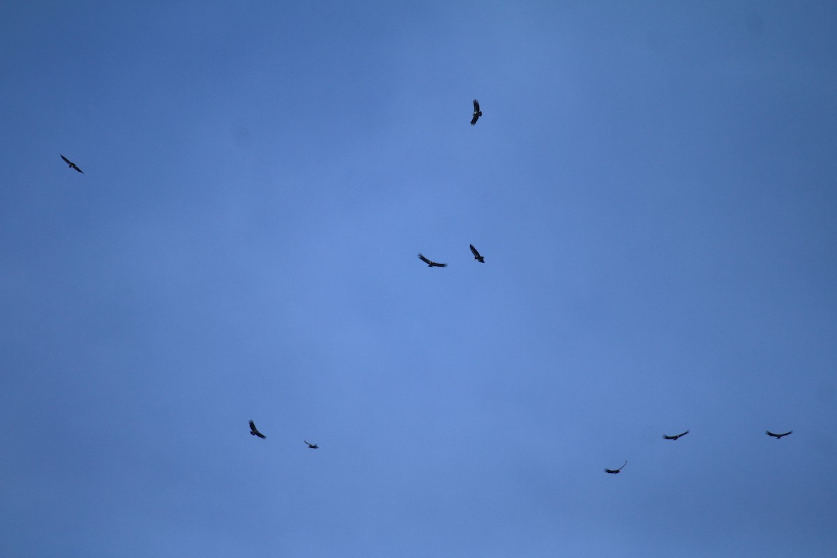 California Condor - Megan Elrod