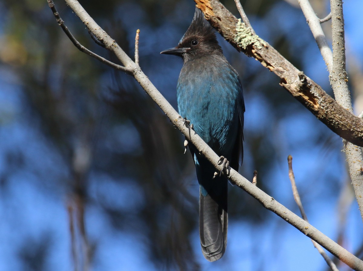 Steller's Jay - ML80996721