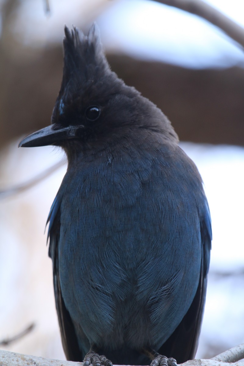 Steller's Jay - ML80996881