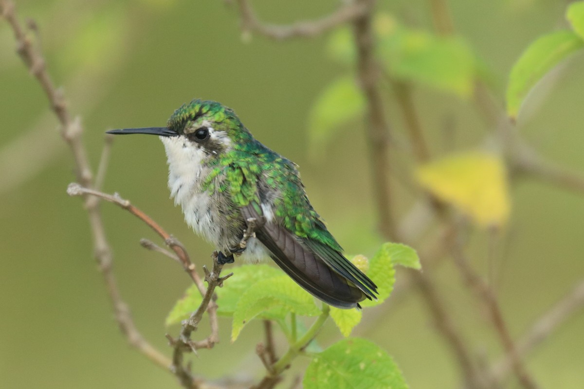 Garden Emerald - Andrew E and Rebecca A Steinmann