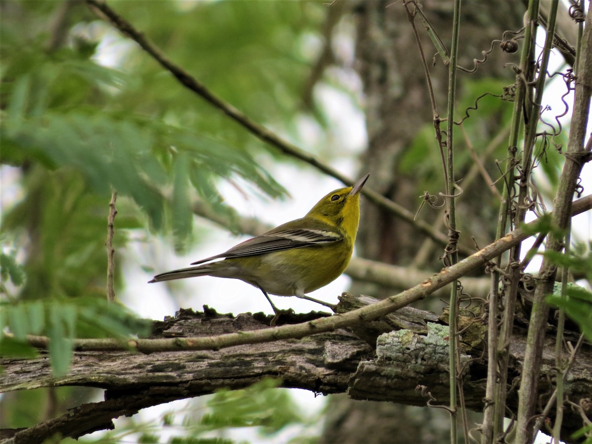 Pine Warbler - ML80998311