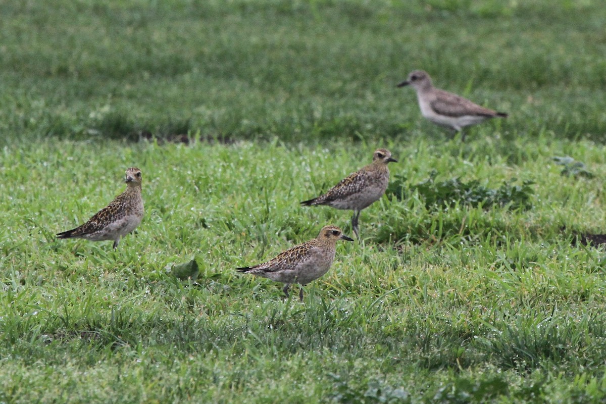 Pluvier fauve - ML81000531