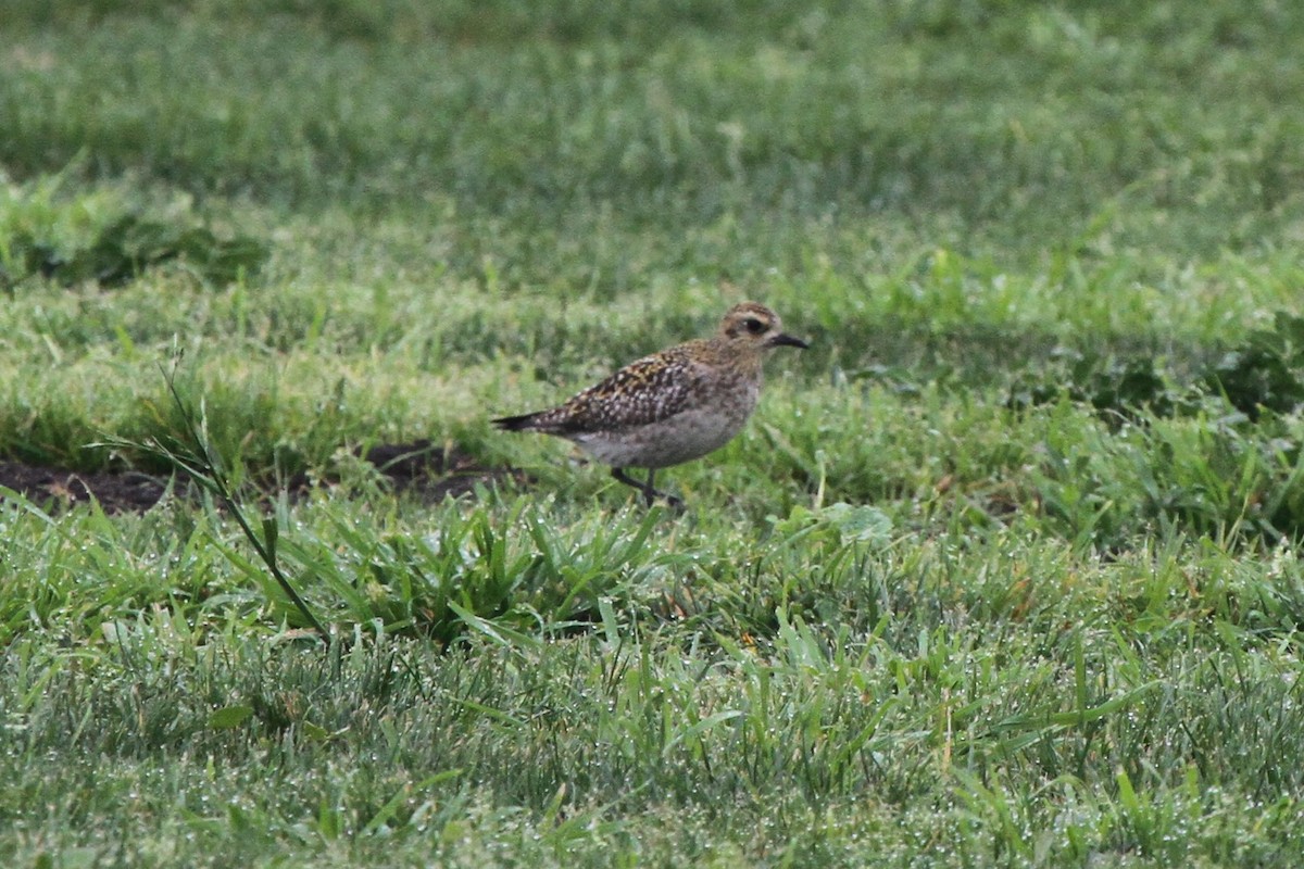 Pluvier fauve - ML81000691