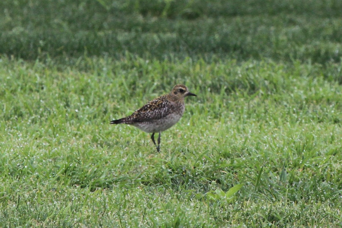 Pluvier fauve - ML81000821