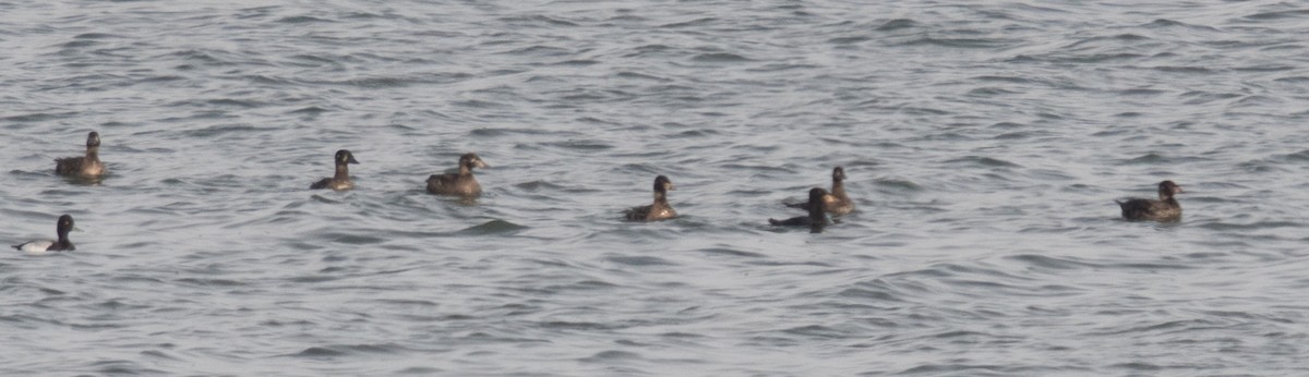 Surf Scoter - ML81002561