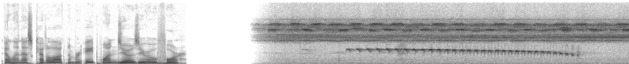 White-browed Antbird - ML81004