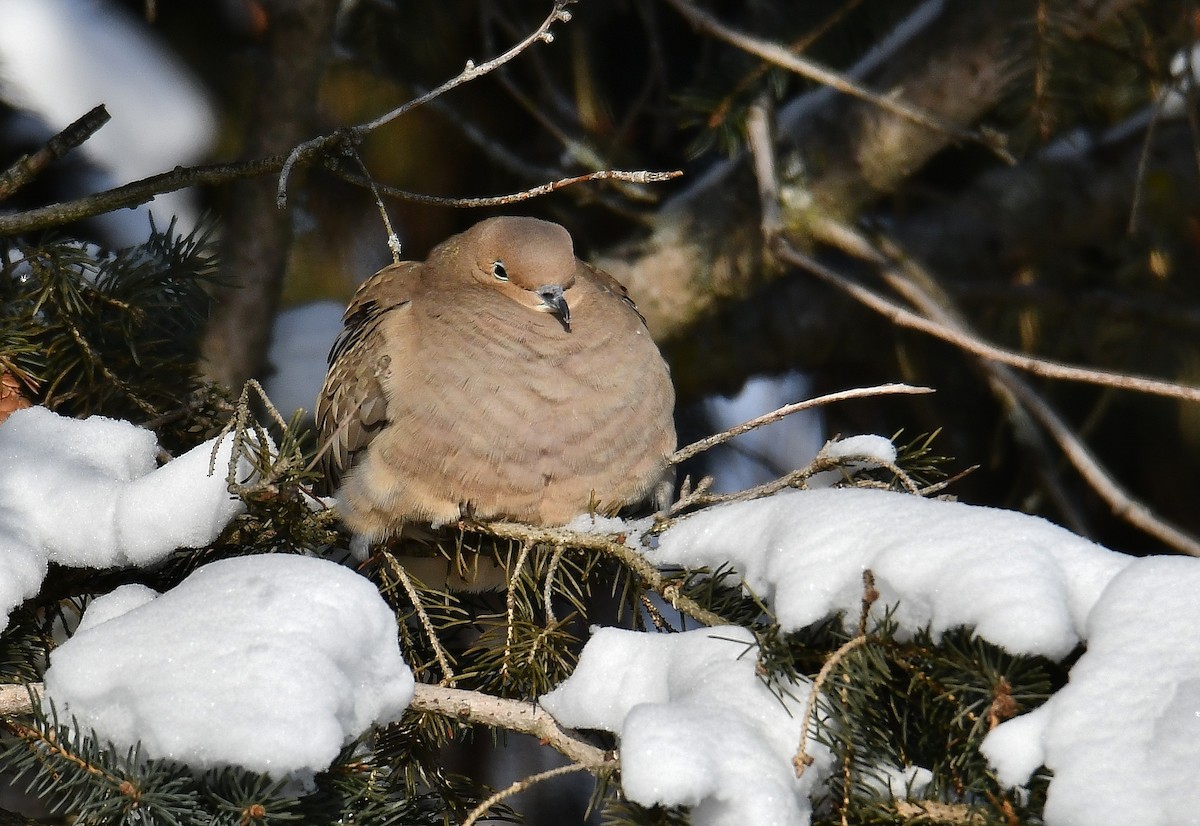 Mourning Dove - André Lanouette