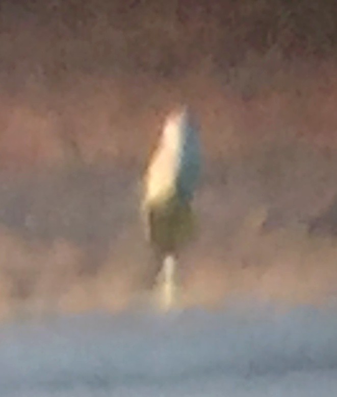 Snowy Owl - ML81004501