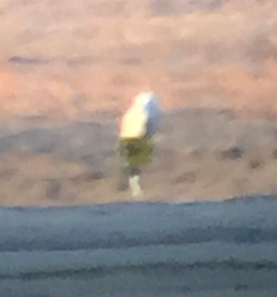 Snowy Owl - ML81004511