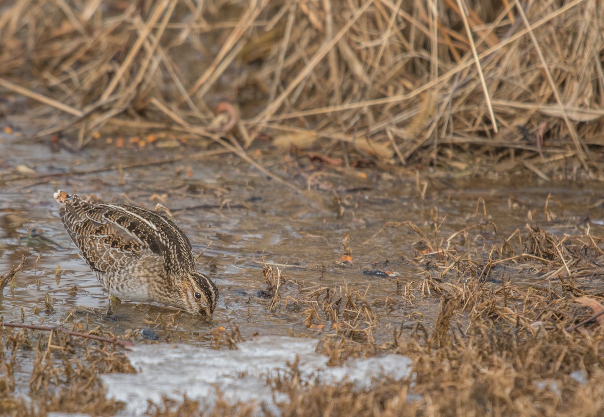 Wilson's Snipe - Amber Hart