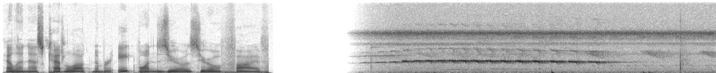 Dendrocolaptes sp. - ML81005