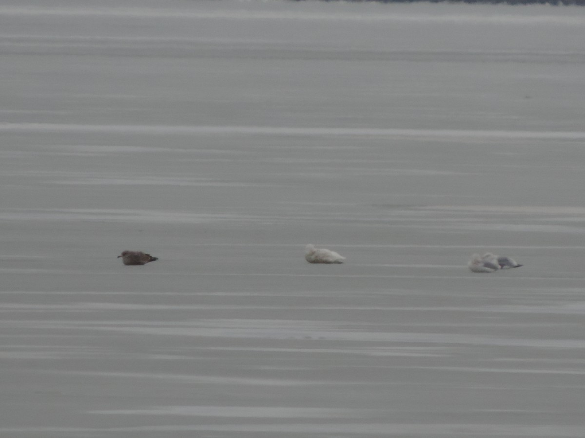 Glaucous Gull - ML81005671