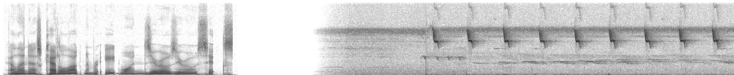 White-bearded Hermit - ML81006