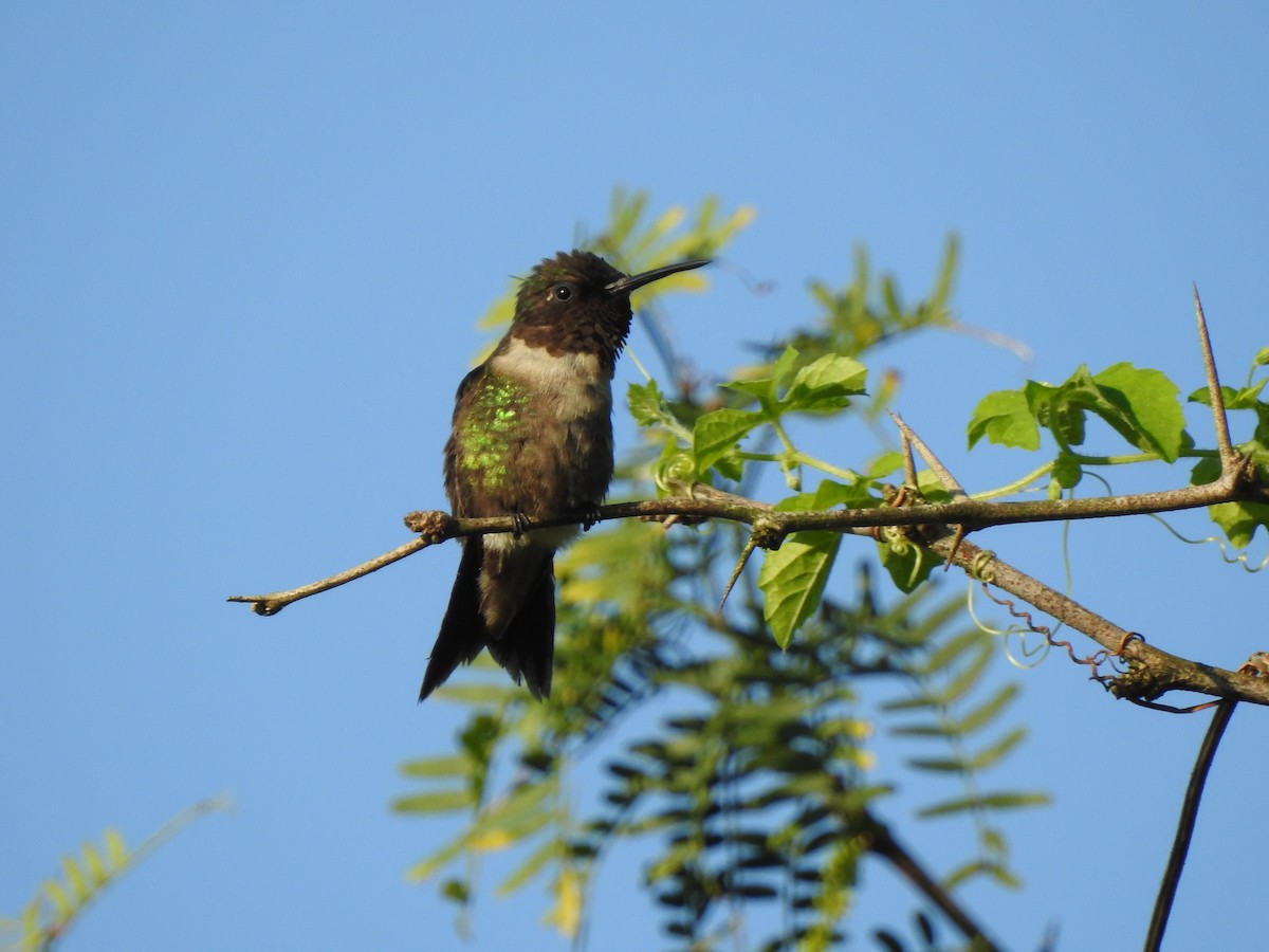 Ruby-throated Hummingbird - ML81006151