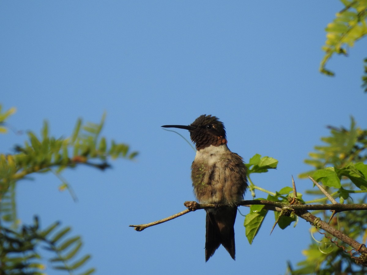 Ruby-throated Hummingbird - ML81006161