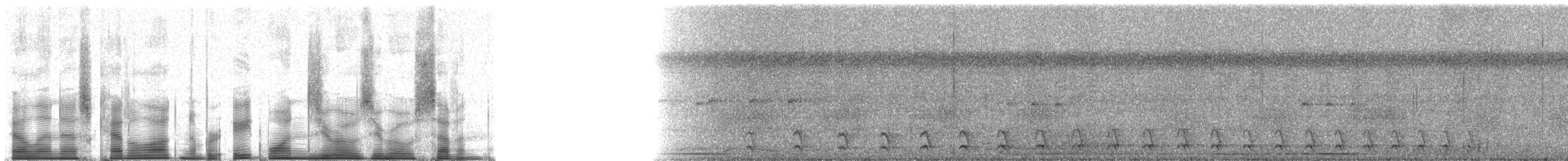 Great Antshrike - ML81007