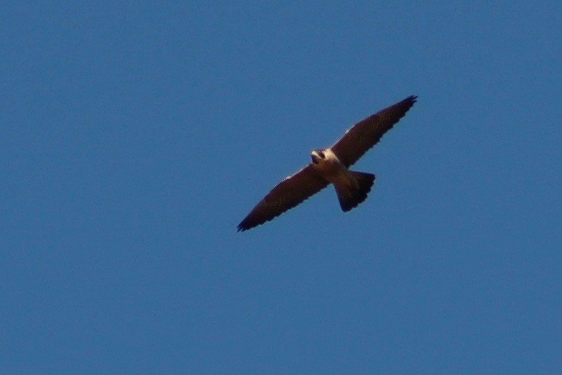 Peregrine Falcon - Holly Kleindienst