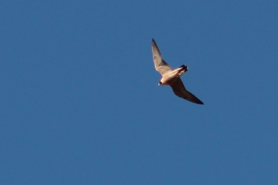 Peregrine Falcon - Holly Kleindienst